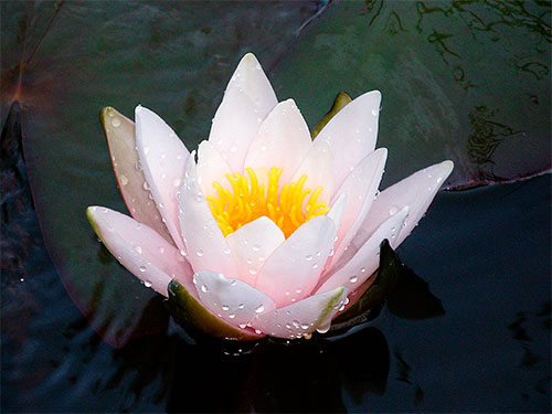 Flor de Loto